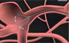 �����з磡����������ܴ������Ե�Ѫ�ܣ��ٵǡ���ѧ-�����ˡ���